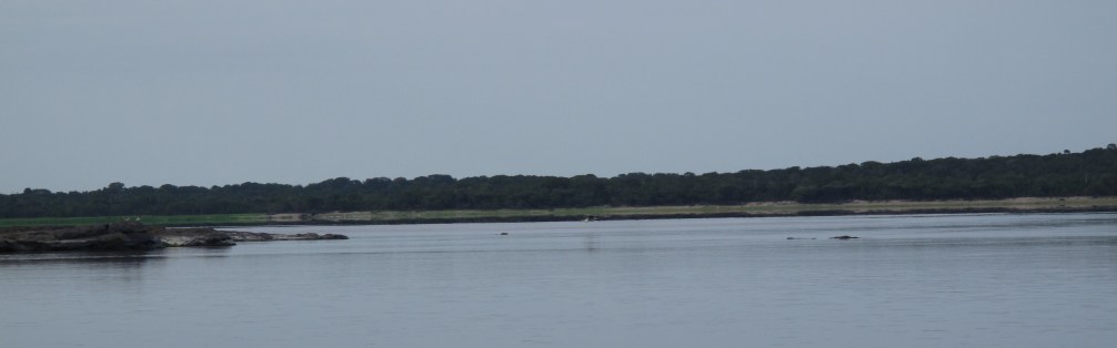 Meant to show scale, but if you look closely, you can see heron flying along the water and a caimen swimming as well.