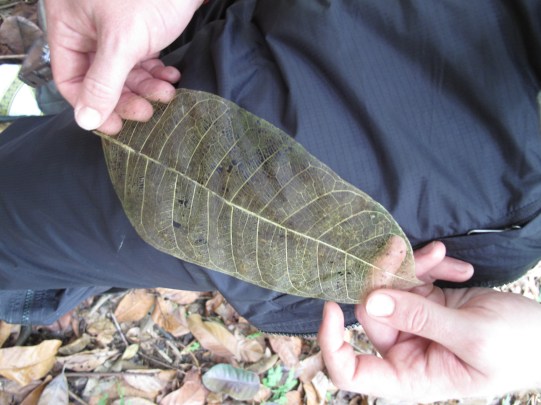 The "skeleton" of a leaf after its "flesh" has been eaten.