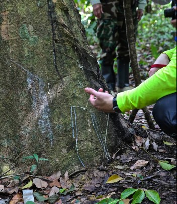 Pure rubber! (photo by Jerry Peek)