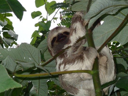 A friggin baby sloth, thats what!