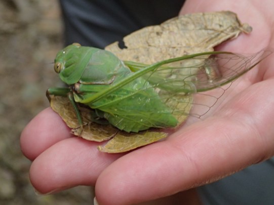 Cicada sighting.